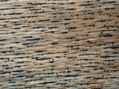 Splanchnonema platani