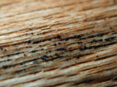 Splanchnonema platani