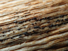 Splanchnonema platani