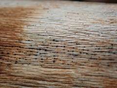 Splanchnonema platani