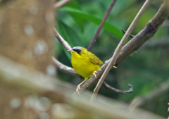 Geothlypis auricularis