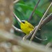 Geothlypis auricularis - Photo (c) David Torres, algunos derechos reservados (CC BY-NC), subido por David Torres