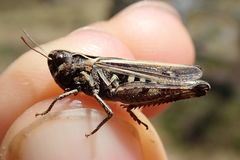 Omocestus haemorrhoidalis haemorrhoidalis