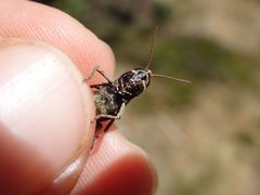Omocestus haemorrhoidalis haemorrhoidalis