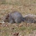 Pennsylvania Gray Squirrel - Photo (c) Sequoia Janirella Wrens, some rights reserved (CC BY-NC), uploaded by Sequoia Janirella Wrens