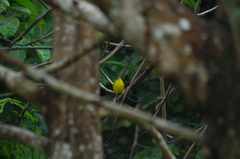 Geothlypis auricularis