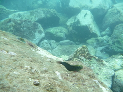 Ophioblennius atlanticus