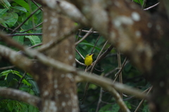 Geothlypis auricularis