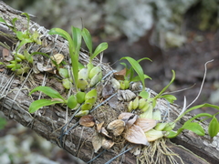 Prosthechea boothiana