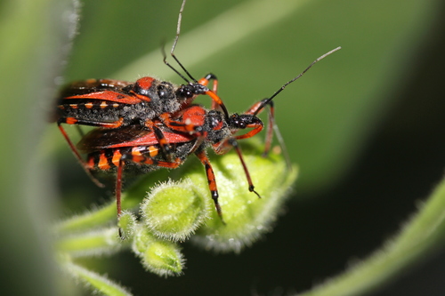 Cimice assassina