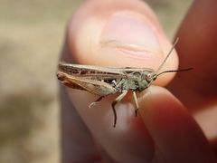 Omocestus haemorrhoidalis haemorrhoidalis