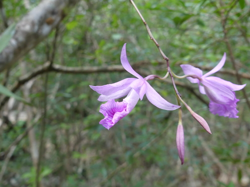 Broughtonia negrilensis