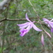 Broughtonia negrilensis - Photo (c) kg-, alguns direitos reservados (CC BY-NC), uploaded by kg-