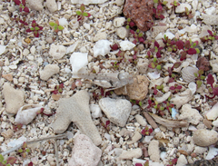 Cibolacris parviceps