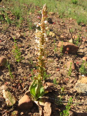 Satyrium erectum × humile