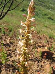Satyrium erectum × humile