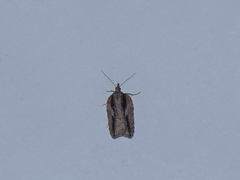 Acleris youngana