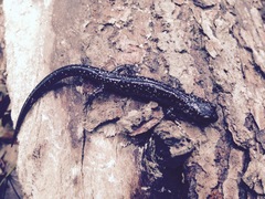Plethodon chlorobryonis