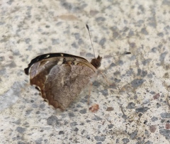 Anthanassa drusilla lelex