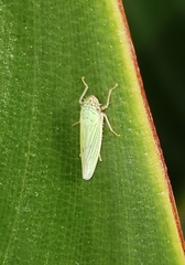 Syncharina argentina