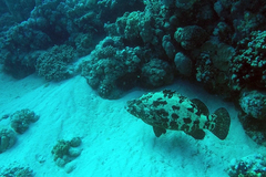 Epinephelus fuscoguttatus