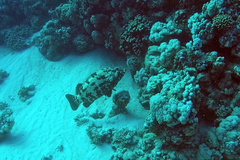 Epinephelus fuscoguttatus