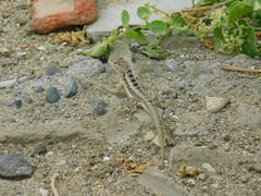 Microlophus occipitalis