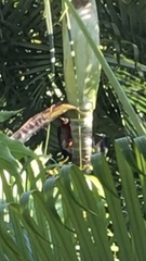 Melanerpes portoricensis