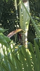 Melanerpes portoricensis