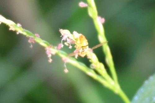 Unknown species found near New Smyrna Beach, FL, USA