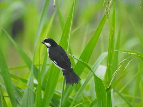 Lined Seedeater (Sporophila lineola), photo 7