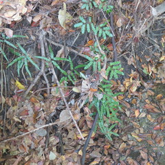 Lygodium reticulatum