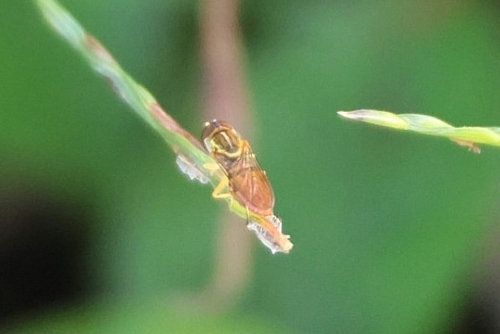 Unknown species found near Isles Of Sugar Mill, New Smyrna Beach, FL 32168, USA