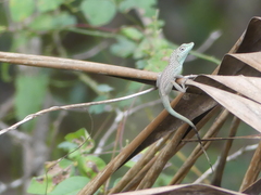 Anolis conspersus