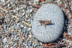 Phaulacridium marginale