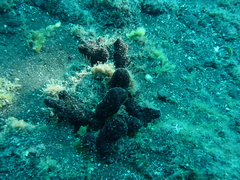 Chalinula parasimulans