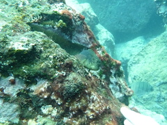 Ophioblennius atlanticus