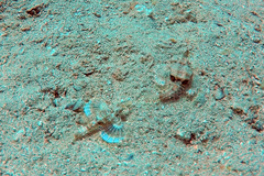 Eurypegasus draconis