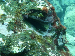 Ophioblennius atlanticus