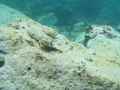 Ophioblennius atlanticus