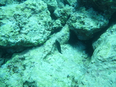 Ophioblennius atlanticus