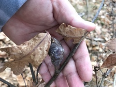 Neuroterus quercusbatatus