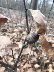 Neuroterus quercusbatatus