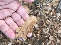 Neuroterus quercusbatatus