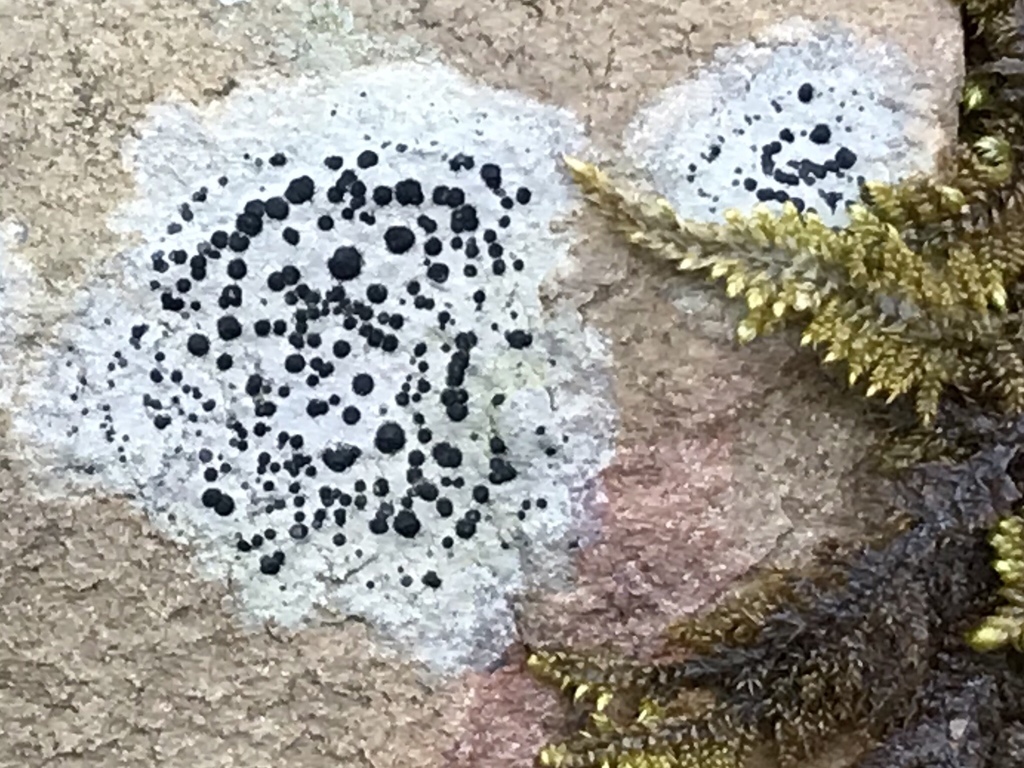 Porpidia
