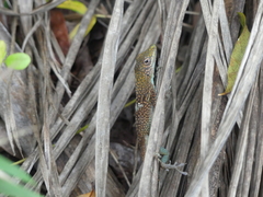 Anolis conspersus