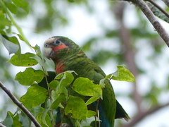 Amazona leucocephala