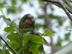 Amazona leucocephala