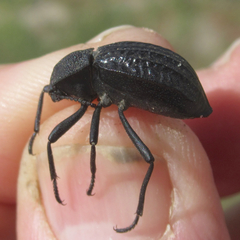 Philolithus sordidus