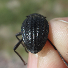 Philolithus sordidus